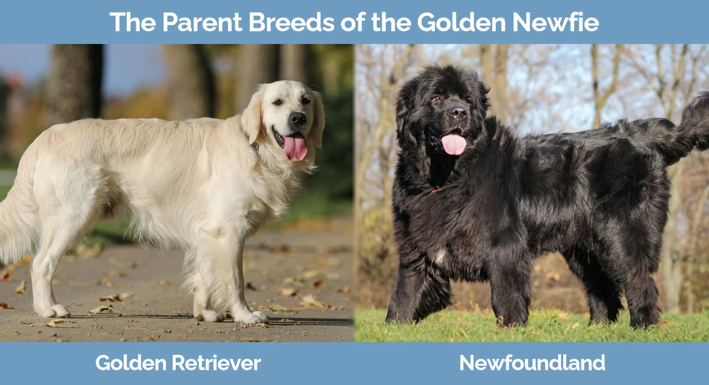 The parent breeds of the Golden Newfie