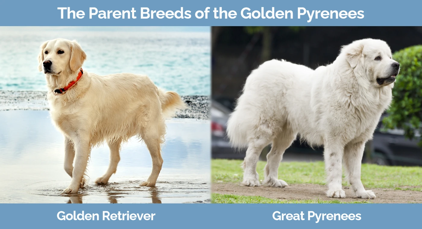The parent breeds of the Golden Pyrenees
