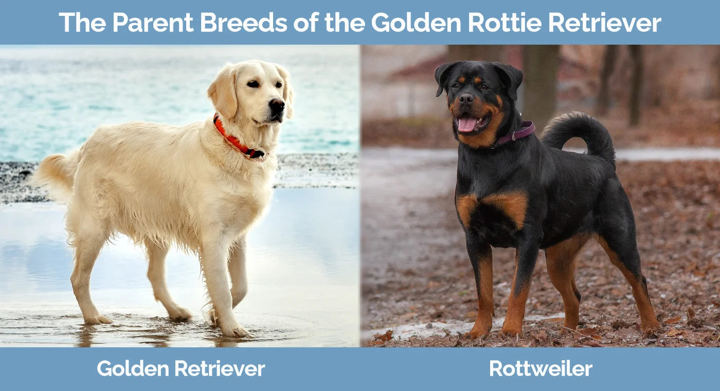 The parent breeds of the Golden Rottie Retriever