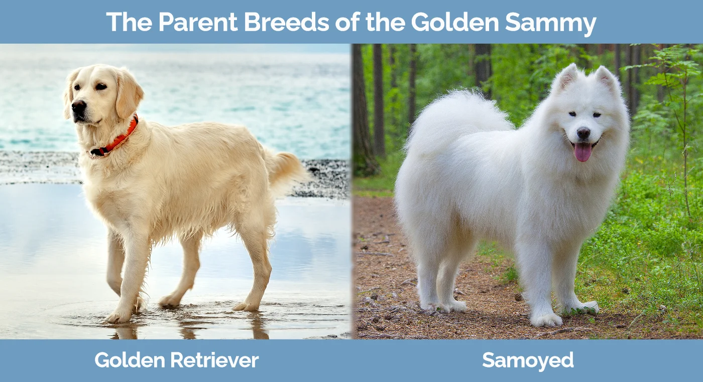 The parent breeds of the Golden Sammy