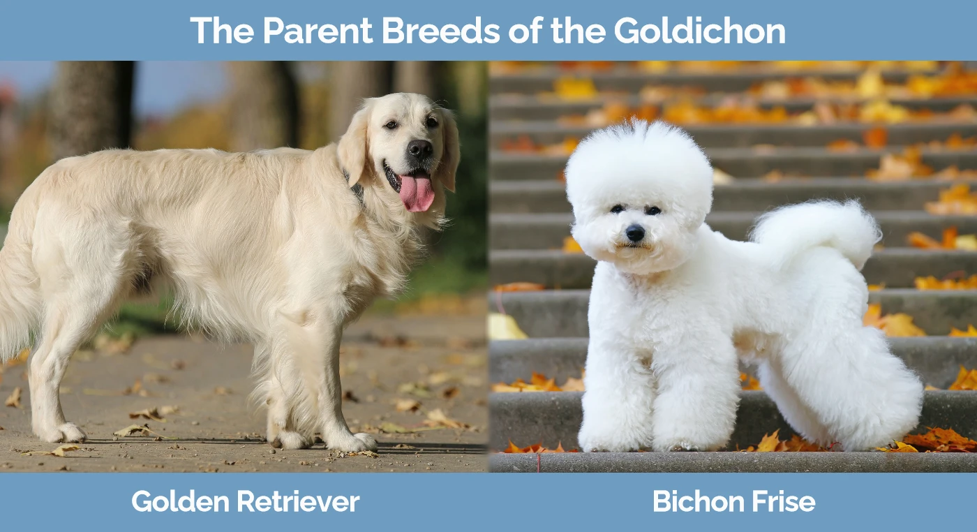 The parent breeds of the Goldichon