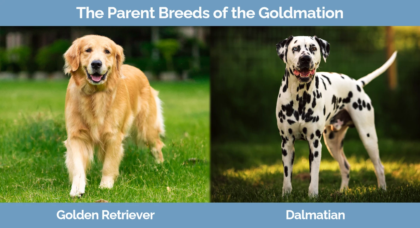 The parent breeds of the Goldmation