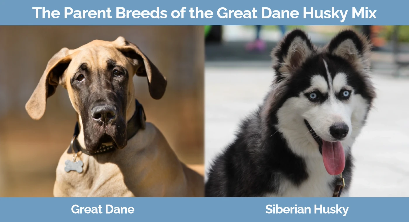 The parent breeds of the Great Dane Husky Mix