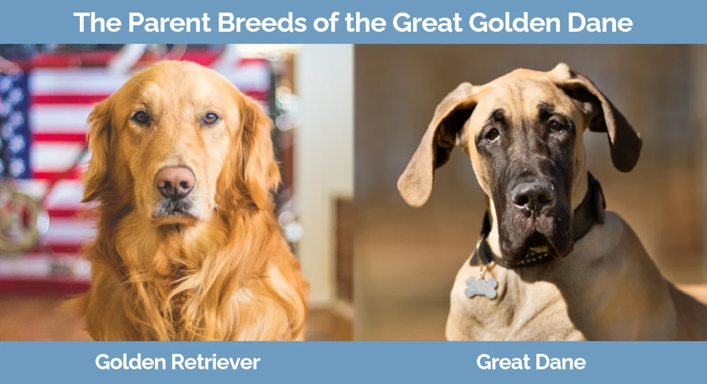 The parent breeds of the Great Golden Dane
