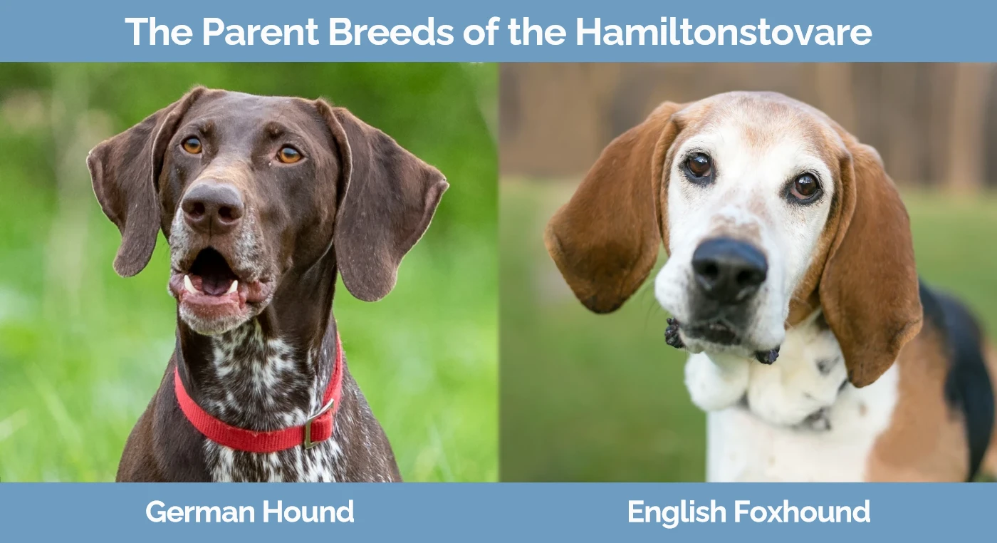 The parent breeds of the Hamiltonstovare