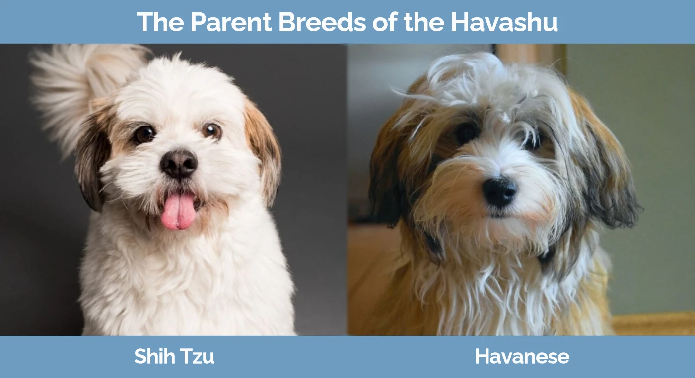 The parent breeds of the Havashu