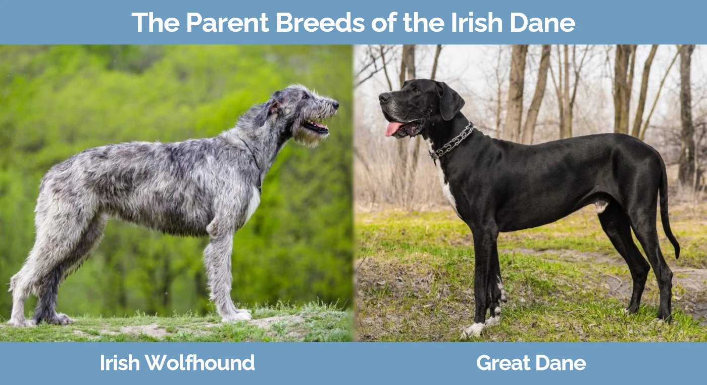 The parent breeds of the Irish Dane - Irish Wolfhound and Great Dane