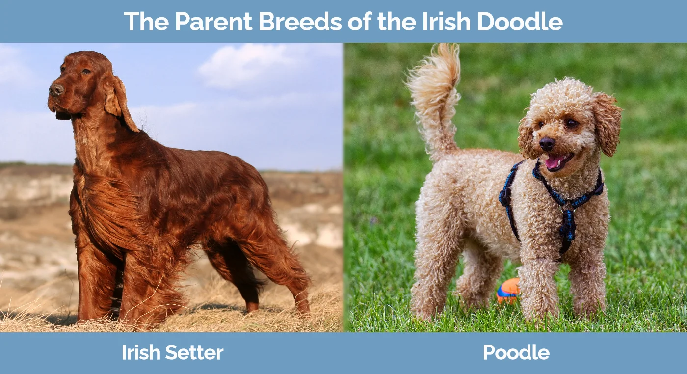 The parent breeds of the Irish Doodle