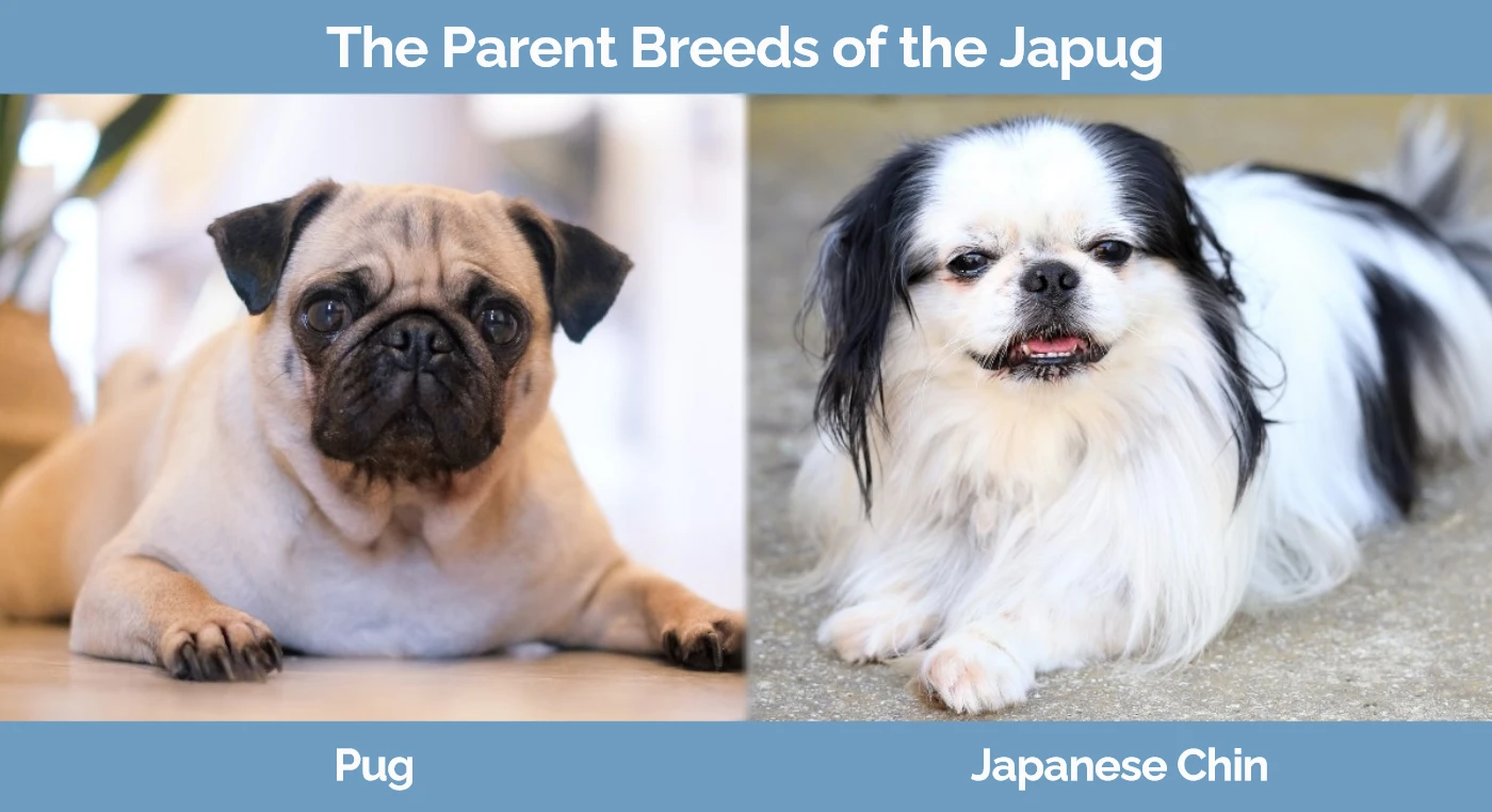 The parent breeds of the Japug - Pug and Japanese Chin