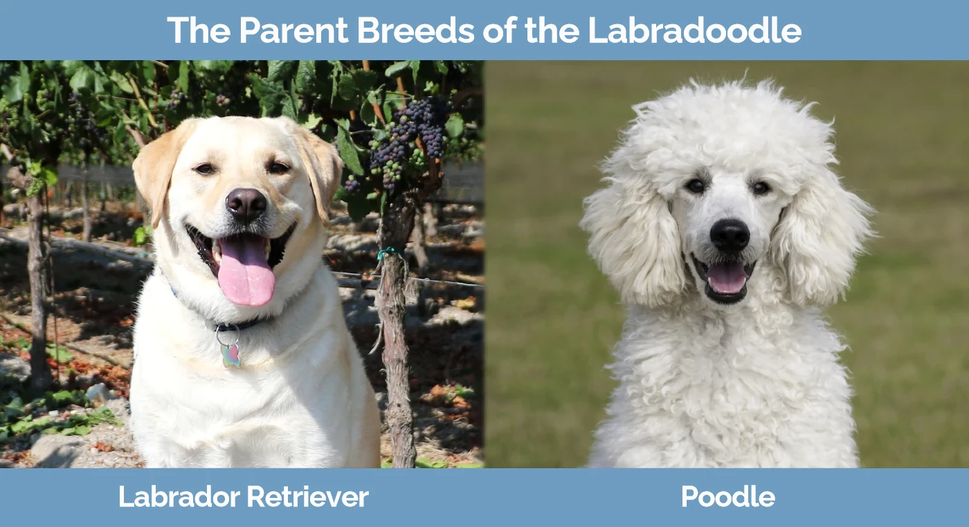 The parent breeds of the Labradoodle