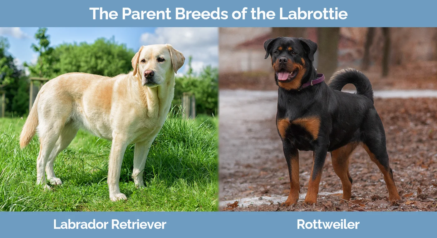 The parent breeds of the Labrottie