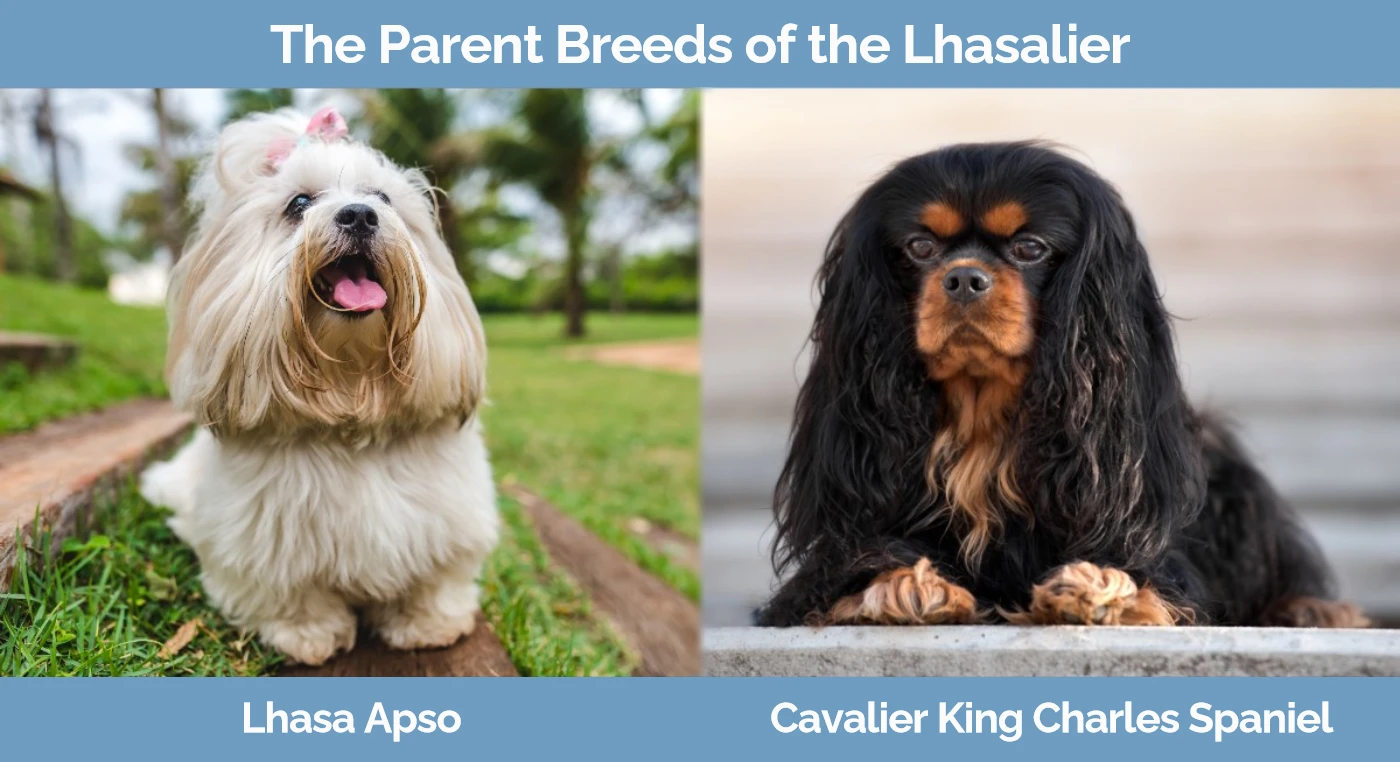 The parent breeds of the Lhasalier - Lhasa Apso and Cavalier King Charles Spaniel