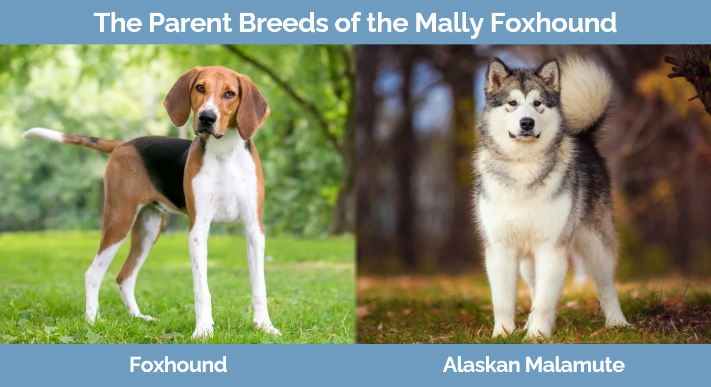The parent breeds of the Mally Foxhound - Foxhound and Alaskan Malamute
