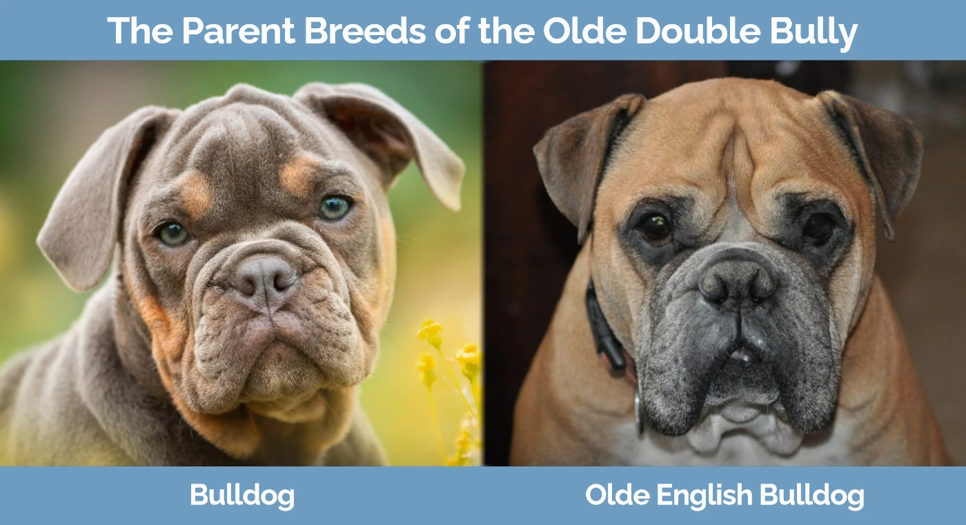 The parent breeds of the Olde Double Bully - Bulldog and Olde English Bulldog