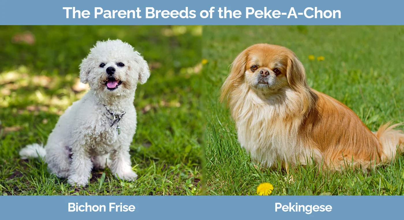 The parent breeds of the Peke-A-Chon