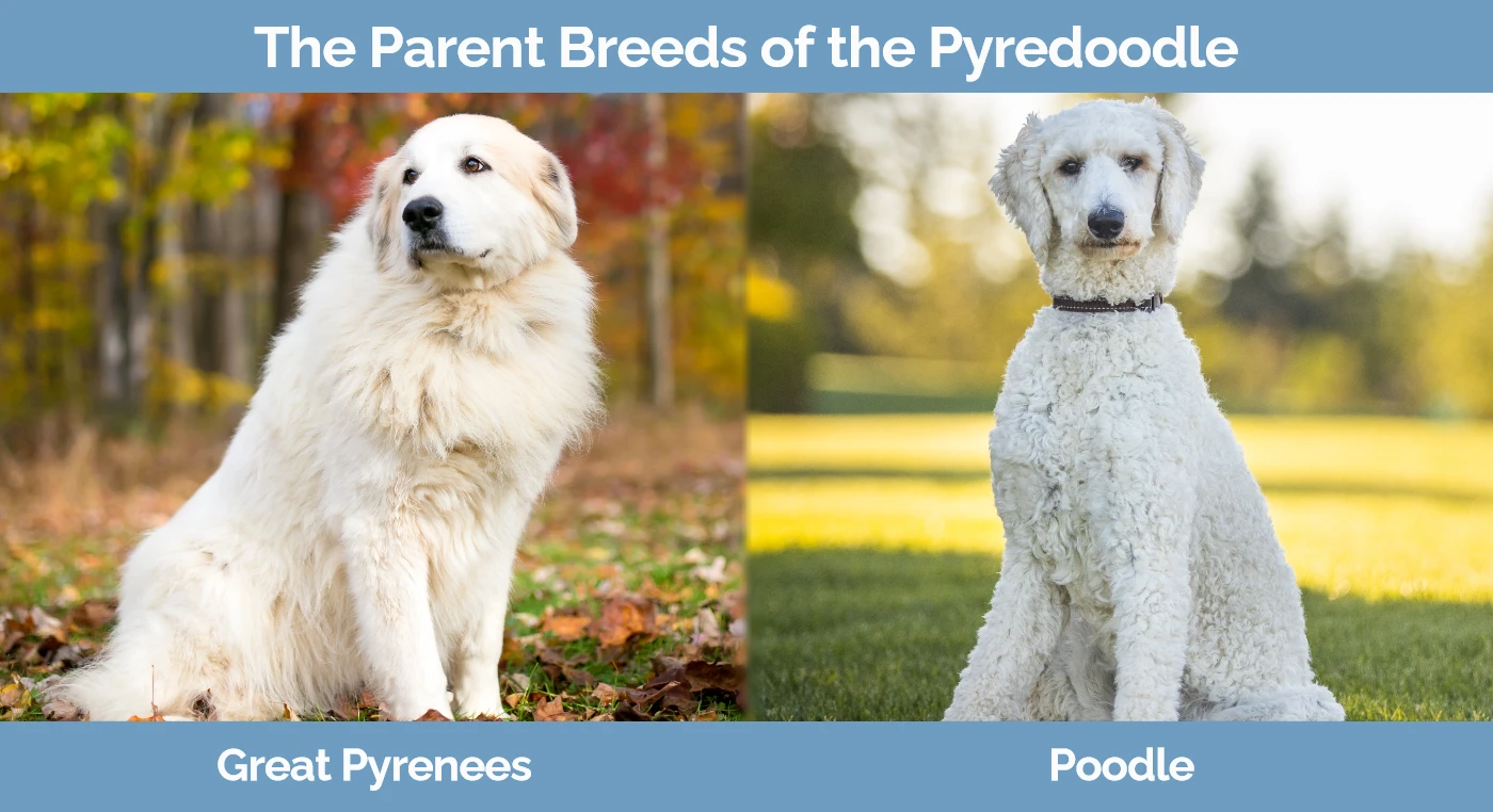 The parent breeds of the Pyredoodle