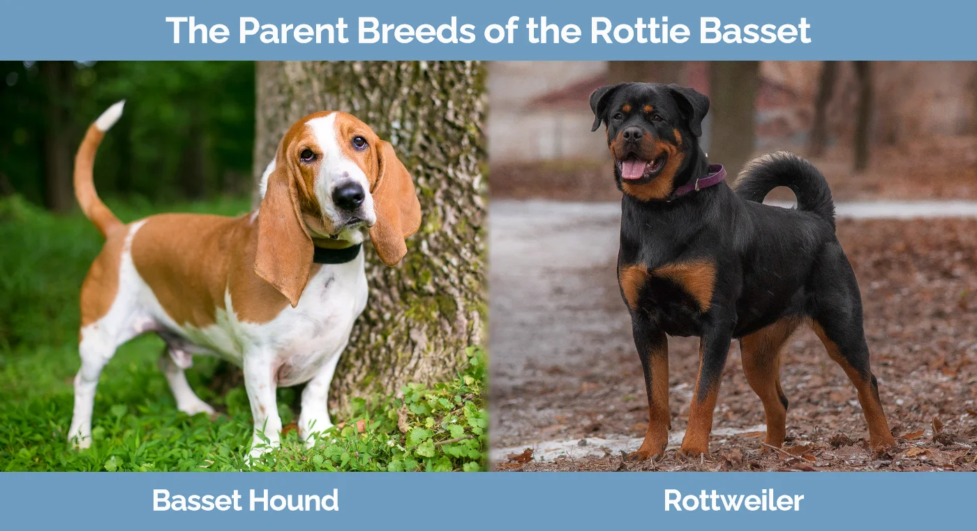 The parent breeds of the Rottie Basset