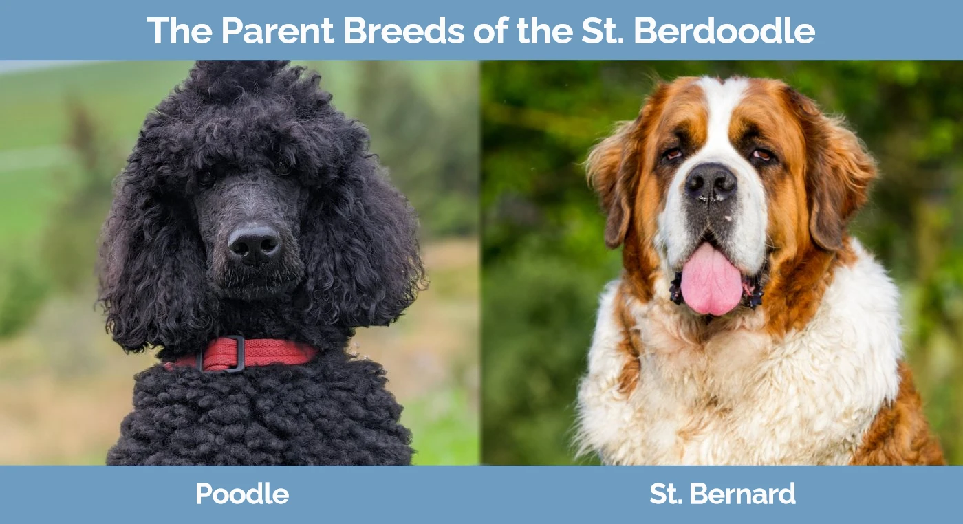 The parent breeds of the Saint Berdoodle - Poodle and Saint Bernard