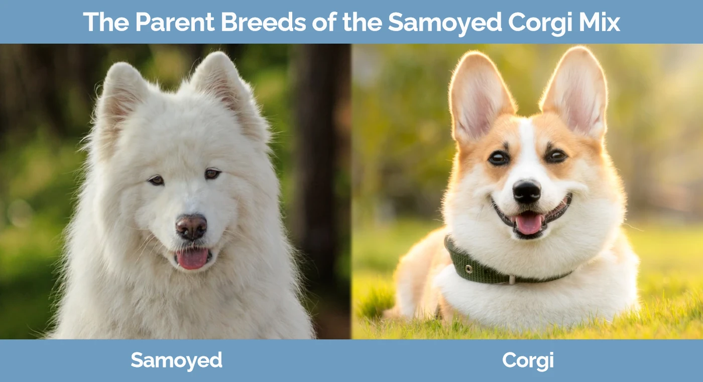 The parent breeds of the Samoyed Corgi Mix