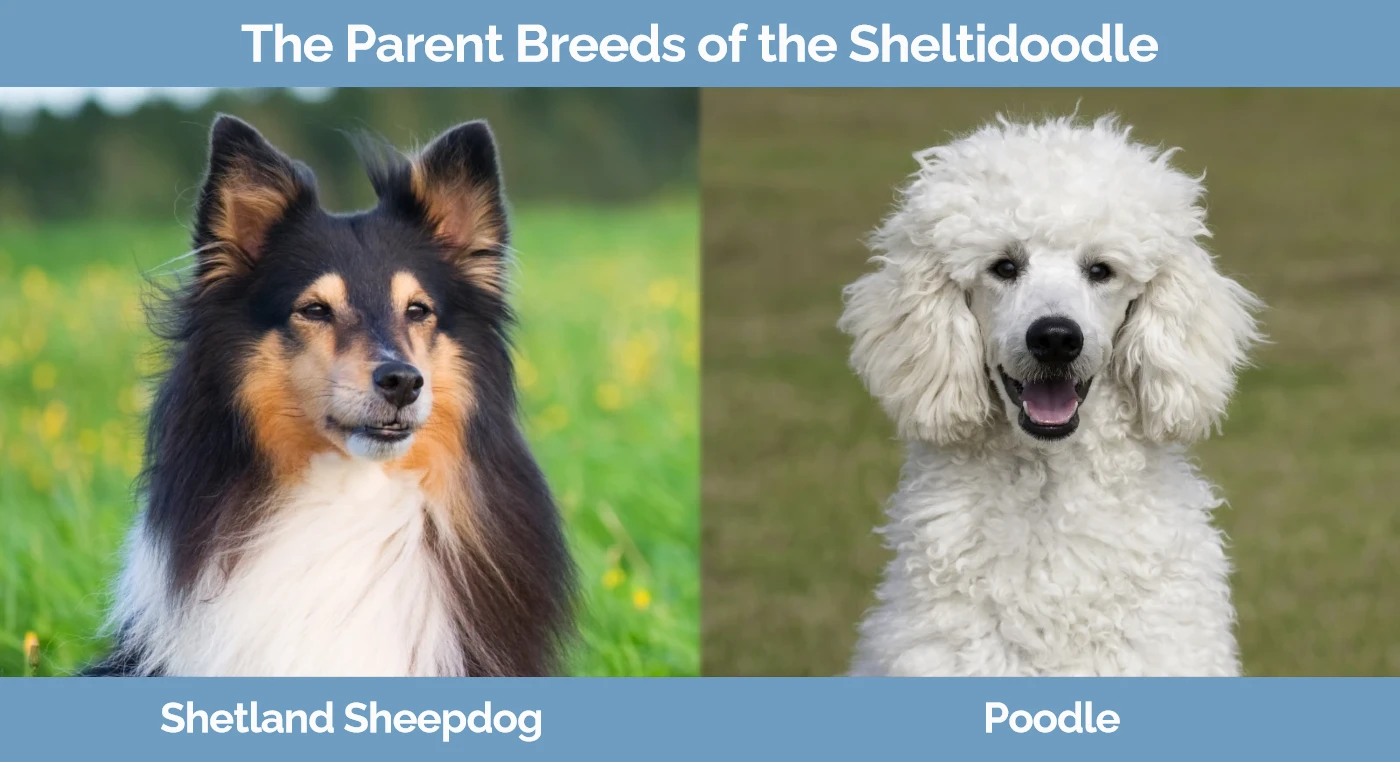 The parent breeds of the Sheltidoodle