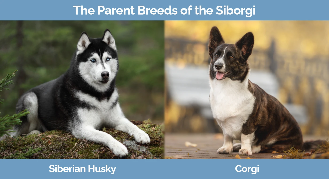 The parent breeds of the Siborgi
