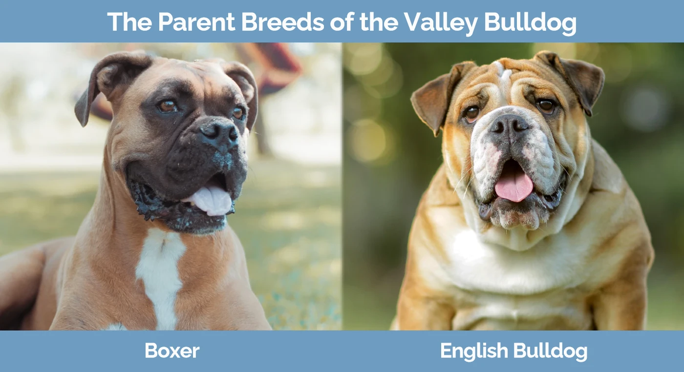 The parent breeds of the Valley Bulldog