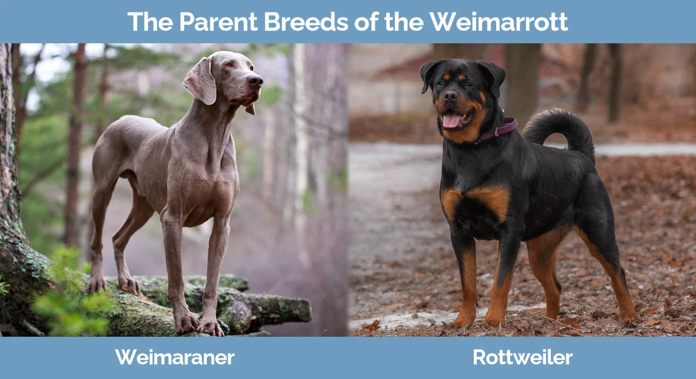The parent breeds of the Weimarrott