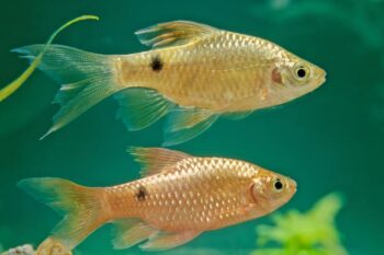 9 Best Algae Eater Fish to Help Keep Your Tank Clean (With Pictures ...