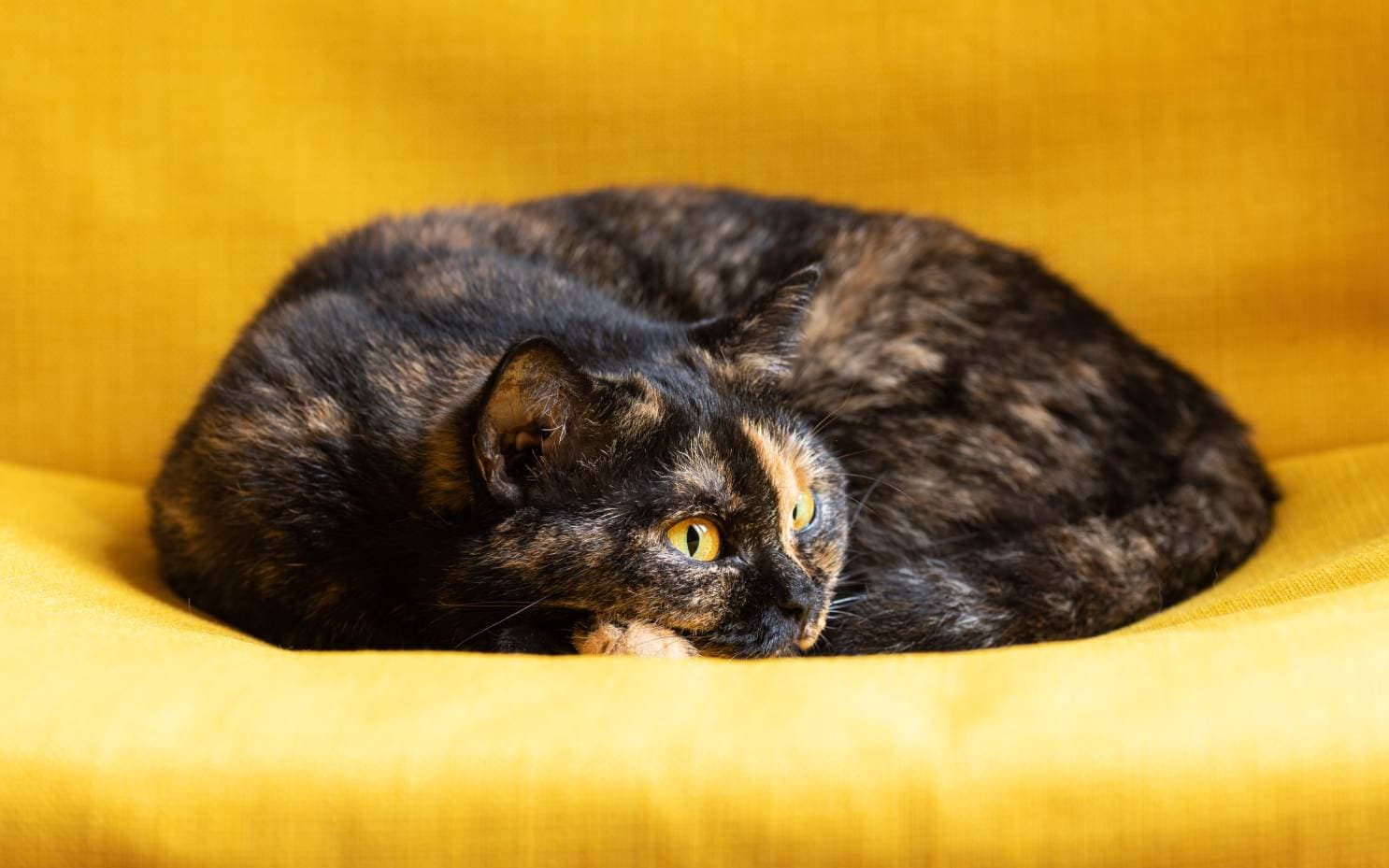 Tortoiseshell British Shorthair