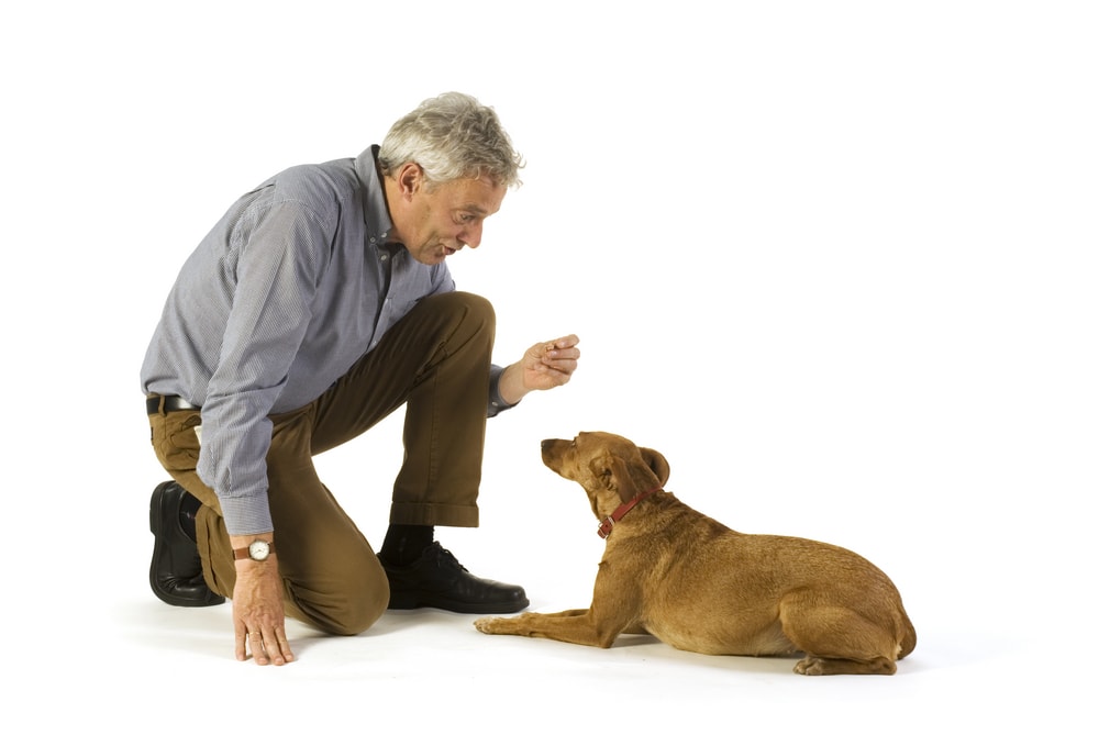 Trainer giving the command to lie down