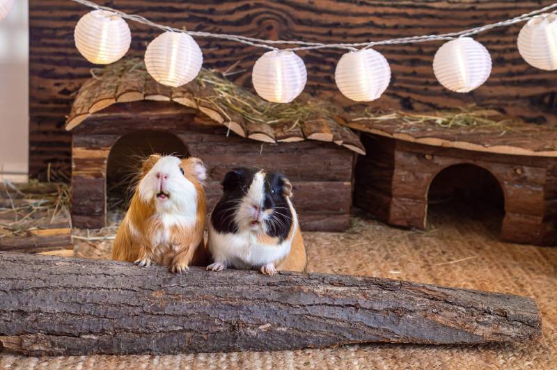 Two guinea pigs leaning on chopped tree