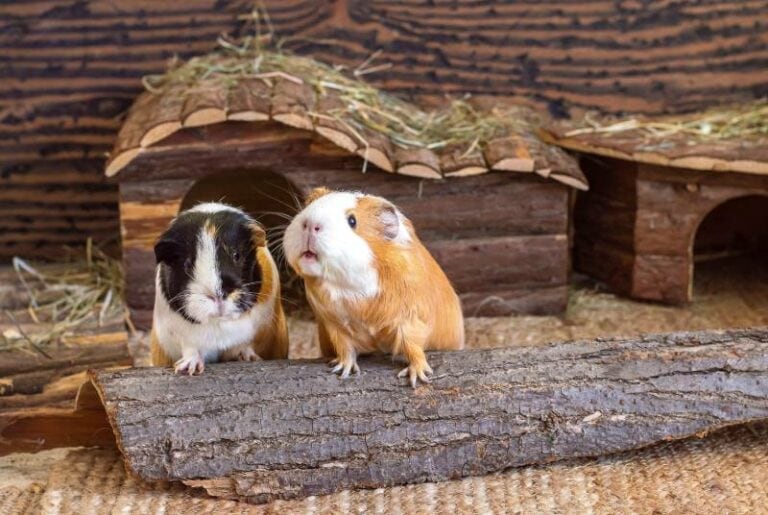 Gallery Detail: Can Guinea Pigs Eat Sweet Potatoes Vet Approved Nutritional Value