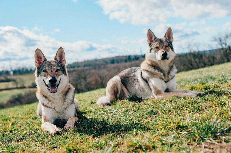 Two tamaskan dogs sitting in the garden