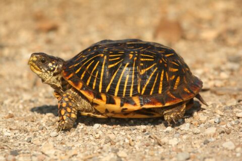 Western Box Turtle (Terrapene ornata) in the flint hills of Kansas