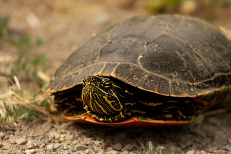 Western Painted Turtle Closeup