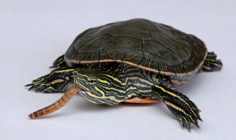 Western Painted Turtle eating a mealworm on a white background with detail on the face and mouth