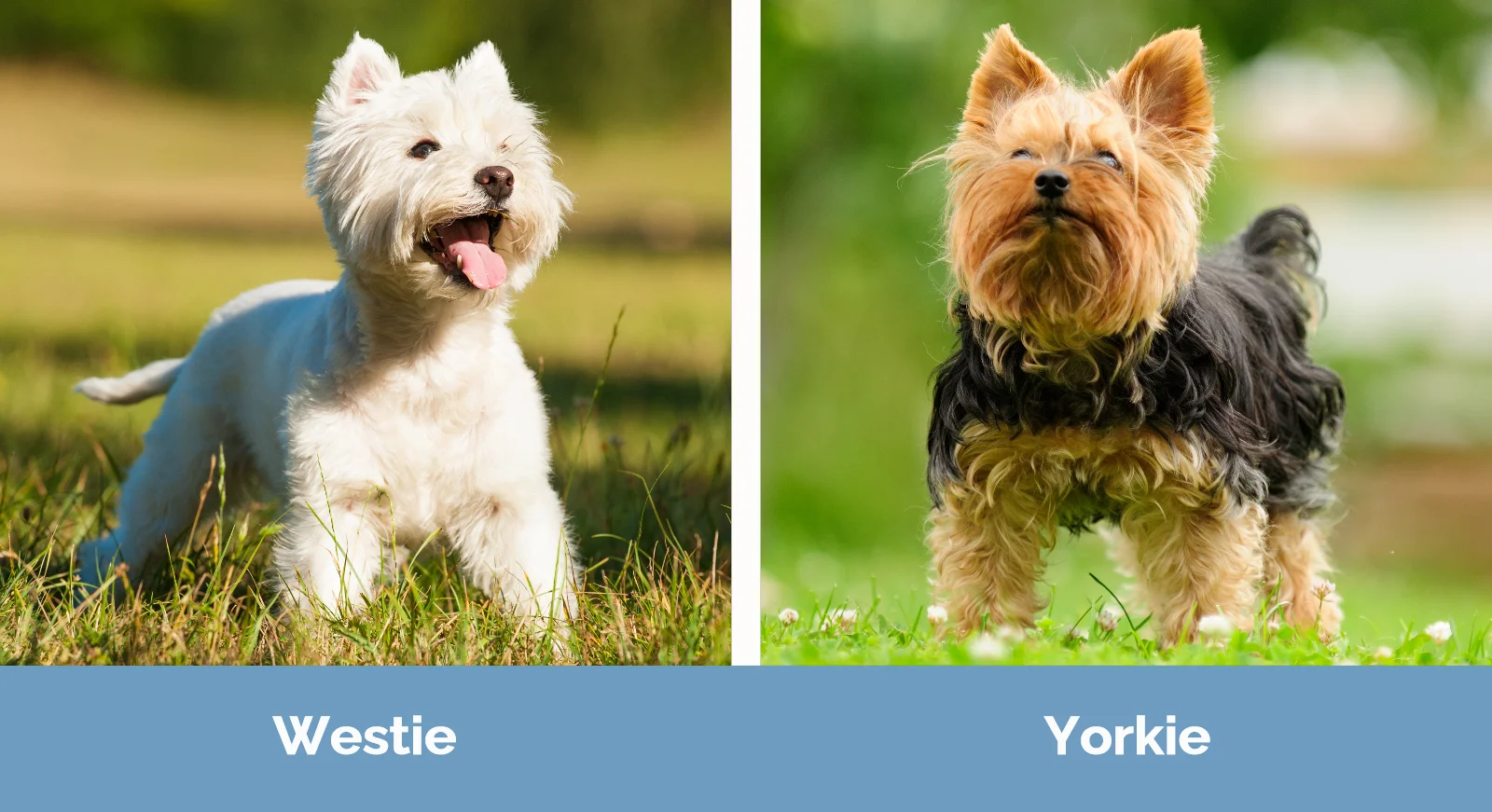 Westie vs Yorkie - Visual Differences