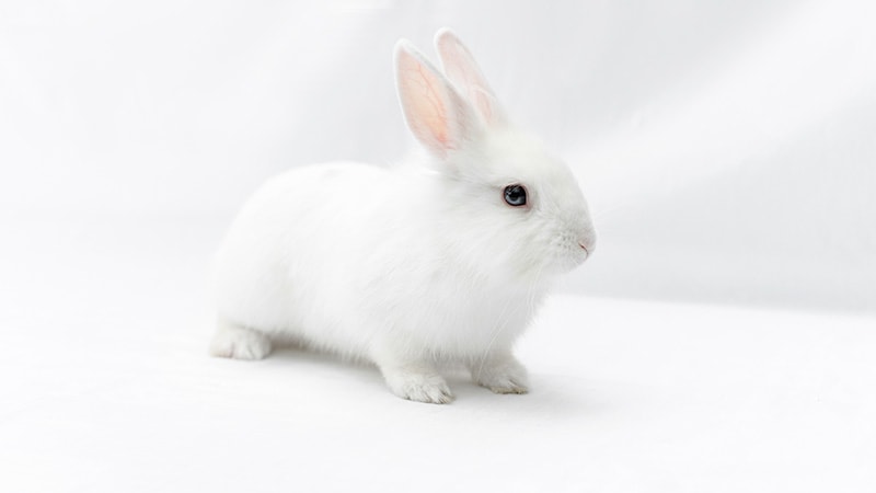 White rabbit isolated on white background