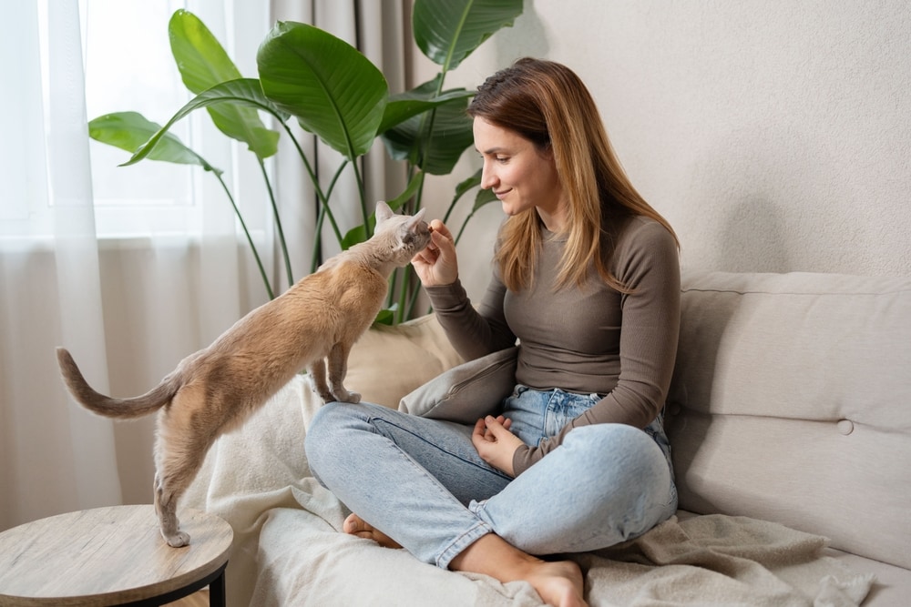 Woman on couch giving cat treats