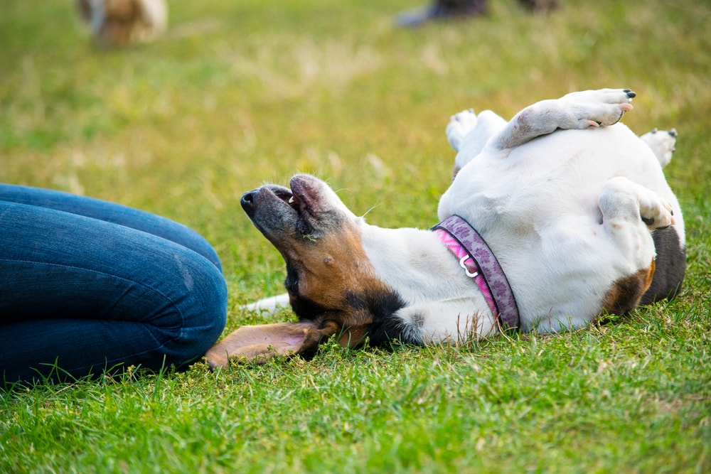 Woman training dog in the park