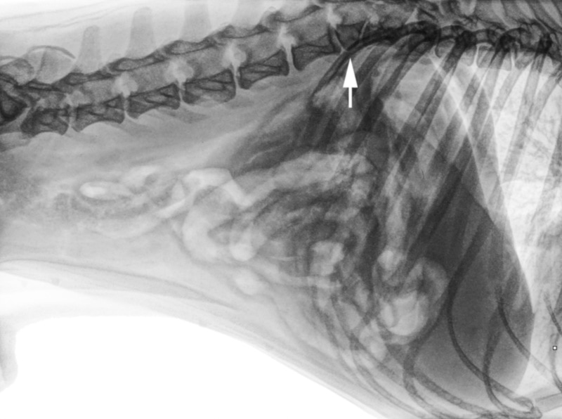 X-ray of dog with Hemivertebrae