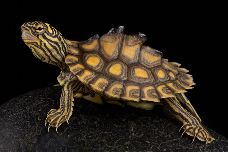 Yellow-blotched map turtle