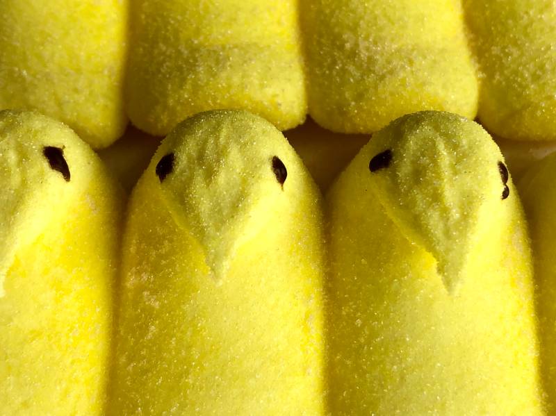 Yellow marshmallow Peeps on a white background