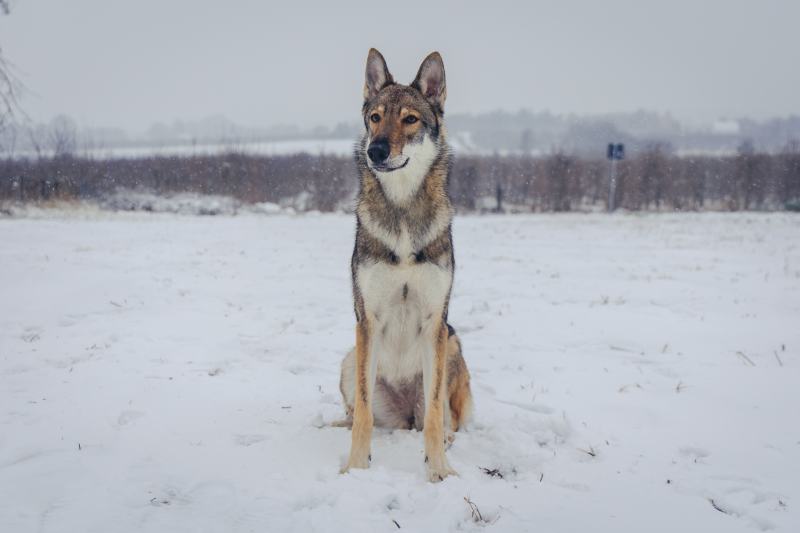Young Tamaskan dog during winter
