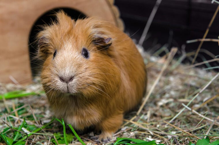 Can Guinea Pigs Eat Parsley Vet Verified Nutrition Facts Faq Photo Inspiration