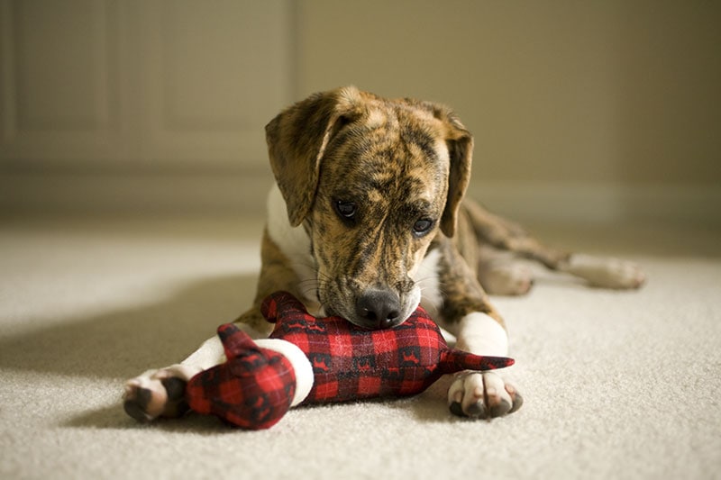 a dog playing with a stuffed animal toy