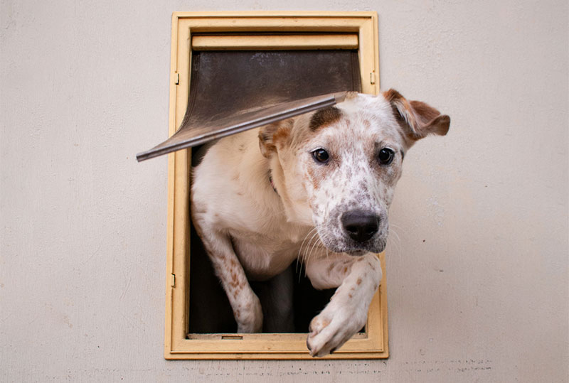 a dog walking through a pet door