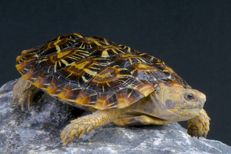 a pancake tortoise on a rock