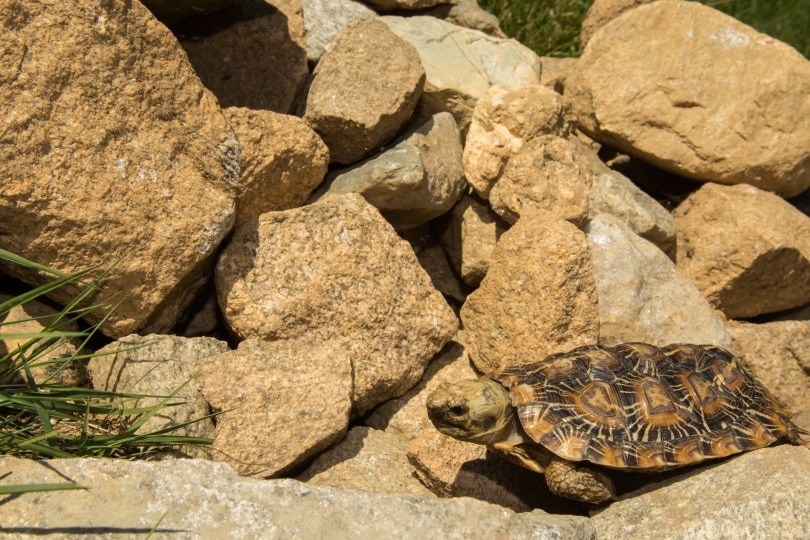 a pancake tortoise with lots of rocks on the background
