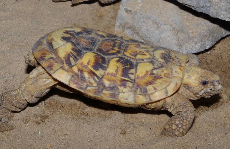 a pancake turtle inside a terranium
